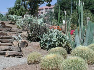 “VI Feria de Cactus y Otras Plantas de Colección